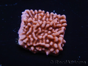 WYSIWYG JF Mean Streak Montipora 11L8