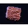 WYSIWYG JF Mean Streak Montipora 11L8