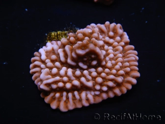 WYSIWYG RAH Montipora Princess Peach 11M2