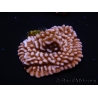 WYSIWYG RAH Montipora Princess Peach 11M2