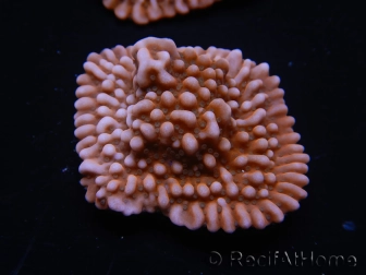 WYSIWYG RAH Montipora Princess Peach 11M4