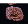 WYSIWYG RAH Montipora Princess Peach 11M4