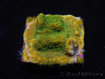 WYSIWYG RAH Montipora Acid Orange 11M8