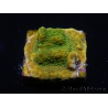 WYSIWYG RAH Montipora Acid Orange 11M8