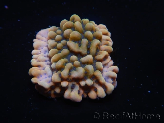 WYSIWYG JF Montipora Brain Freeze 11N8