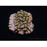 WYSIWYG JF Montipora Brain Freeze 11N8