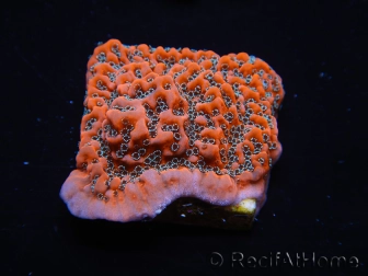 WYSIWYG WWC Montipora Dragon Fruit 11O6