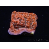 WYSIWYG WWC Montipora Dragon Fruit 11O6