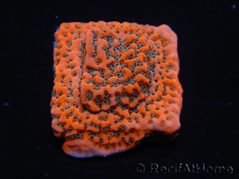 WYSIWYG WWC Montipora Dragon Fruit 11O7