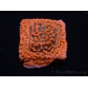 WYSIWYG WWC Montipora Dragon Fruit 11O7