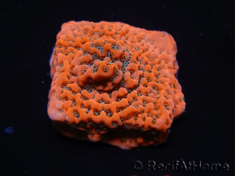 WYSIWYG WWC Montipora Dragon Fruit 11O8