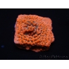 WYSIWYG WWC Montipora Dragon Fruit 11O8