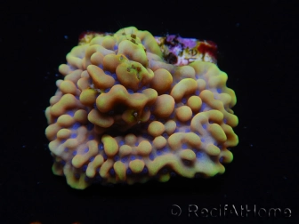 WYSIWYG Montipora Crazy T 11P4