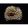 WYSIWYG Montipora Crazy T 11P4