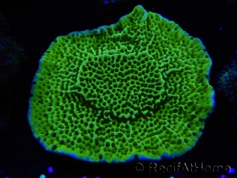 WYSIWYG Montipora confusa 1E4