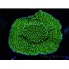 WYSIWYG Montipora confusa 1E4