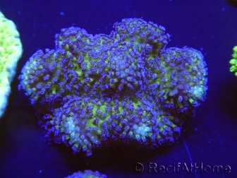 WYSIWYG Stylophora pistillata polypes violet 1G1