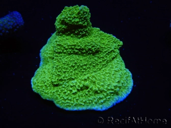 WYSIWYG Montipora Plateau Jaune/Vert 1G4