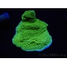 WYSIWYG Montipora Plateau Jaune/Vert 1G4