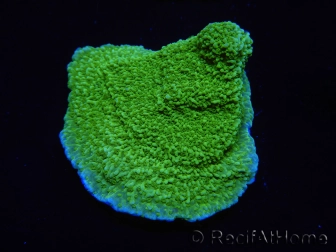 WYSIWYG Montipora Plateau Jaune/Vert 1G5