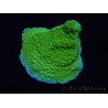 WYSIWYG Montipora Plateau Jaune/Vert 1G5