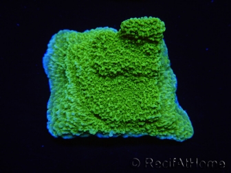 WYSIWYG Montipora Plateau Jaune/Vert 1G6