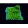 WYSIWYG Montipora Plateau Jaune/Vert 1G6