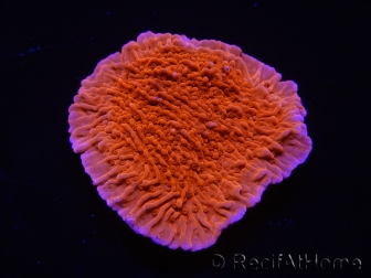 WYSIWYG Montipora Plateau Rouge 1P4