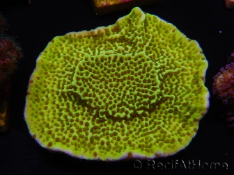 WYSIWYG Montipora confusa 1E4