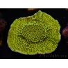 WYSIWYG Montipora confusa 1E4