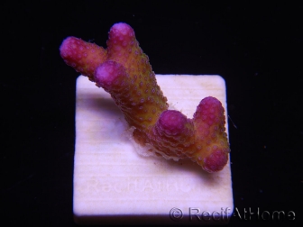 WYSIWYG Stylophora pistillata Pink 1F3