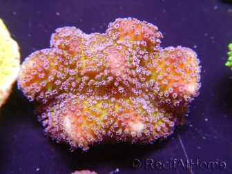 WYSIWYG Stylophora pistillata polypes violet 1G1