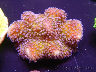 WYSIWYG Stylophora pistillata polypes violet 1G1