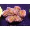 WYSIWYG Stylophora pistillata polypes violet 1G1