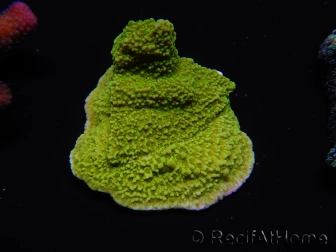 WYSIWYG Montipora Plateau Jaune/Vert 1G4