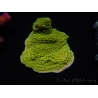 WYSIWYG Montipora Plateau Jaune/Vert 1G4