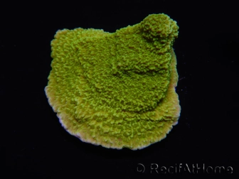 WYSIWYG Montipora Plateau Jaune/Vert 1G5