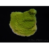 WYSIWYG Montipora Plateau Jaune/Vert 1G5