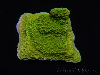 WYSIWYG Montipora Plateau Jaune/Vert 1G6