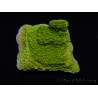 WYSIWYG Montipora Plateau Jaune/Vert 1G6