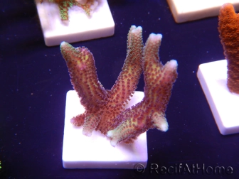 WYSIWYG Seriatopora caliendrum Pink 1M1