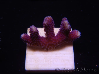 WYSIWYG Stylophora Purple Thin Branch 1M6