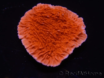 WYSIWYG Montipora Plateau Rouge 1P4