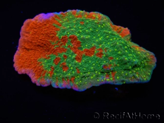 WYSIWYG WWC Sunfire GRAFTED Montipora plateau C5