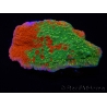 WYSIWYG WWC Sunfire GRAFTED Montipora plateau C5