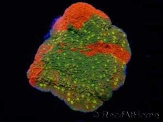 WYSIWYG WWC Sunfire GRAFTED Montipora plateau D1