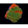 WYSIWYG WWC Sunfire GRAFTED Montipora plateau D1