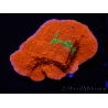 WYSIWYG WWC Sunfire GRAFTED Montipora plateau D3