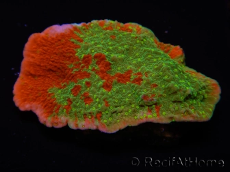 WYSIWYG WWC Sunfire GRAFTED Montipora plateau C5