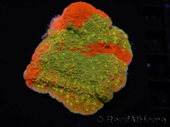 WYSIWYG WWC Sunfire GRAFTED Montipora plateau D1